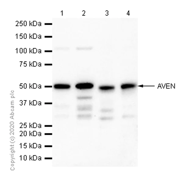 Western blot - Anti-AVEN antibody [EPR4720] - BSA and Azide free (AB248447)