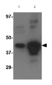 Western blot - Anti-Avian Influenza A Hemagglutinin antibody (AB62490)
