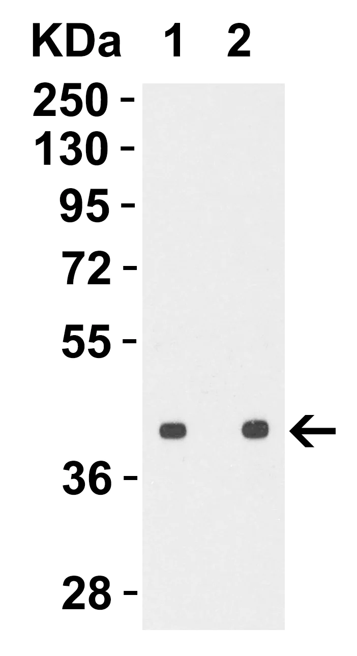 Western blot - Anti-Avian Influenza A Hemagglutinin antibody (AB62490)