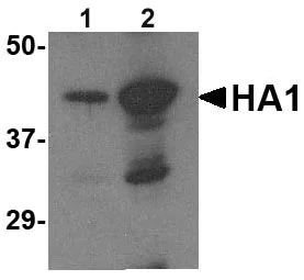 Western blot - Anti-Avian Influenza A Hemagglutinin antibody (AB62587)