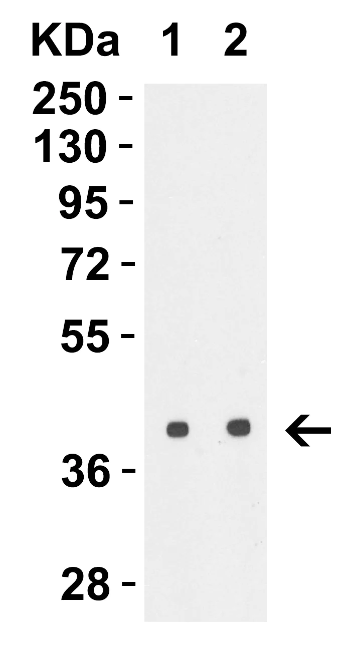 Western blot - Anti-Avian Influenza A Hemagglutinin antibody (AB62587)