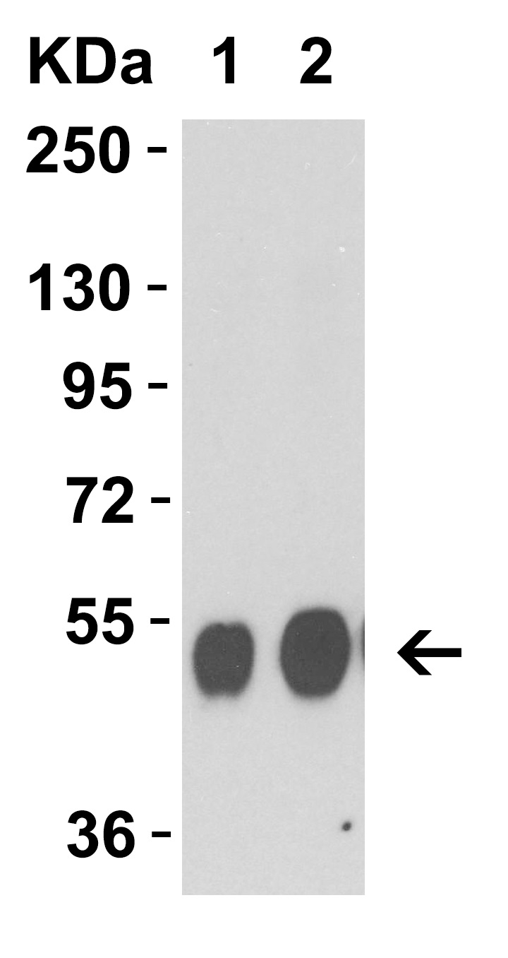 Western blot - Anti-Avian Influenza A Neuraminidase antibody (AB21304), expandable thumbnail
