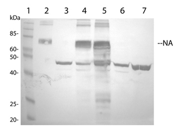 Western blot - Anti-Avian Influenza A Neuraminidase antibody (AB21304), expandable thumbnail