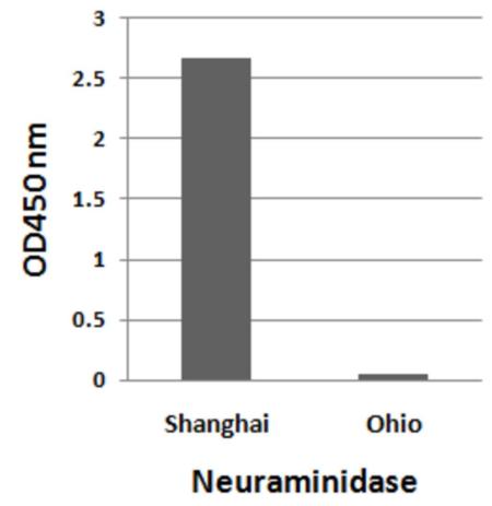 ELISA - Anti-Avian Influenza A Neuraminidase antibody - N-terminal (AB191862), expandable thumbnail