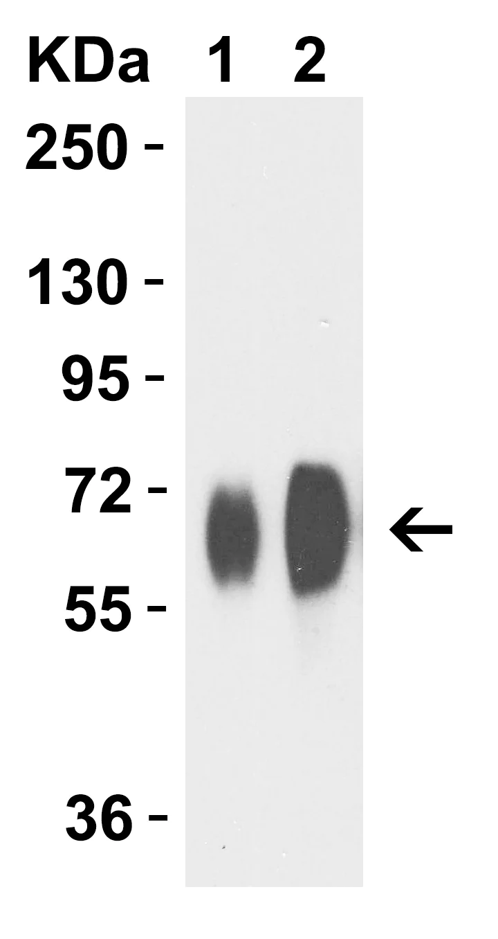 Western blot - Anti-Avian Influenza A Neuraminidase antibody - N-terminal (AB191862)