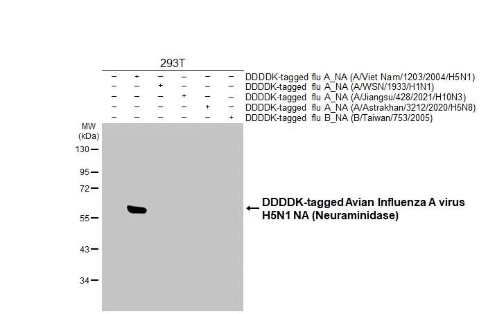 Western blot - Anti-Avian Influenza A virus H5N1 NA (Neuraminidase) antibody [HL4724] - BSA and Azide free (AB327586)