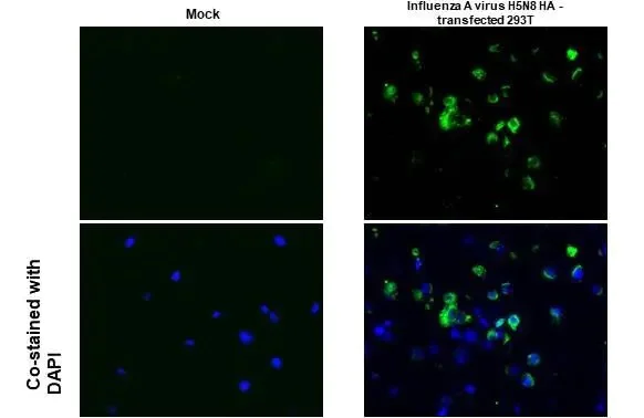 Immunohistochemistry paraffin embedded sections - Anti-Avian Influenza A virus H5N8 HA (Hemagglutinin) antibody [HL1550] (AB308170)