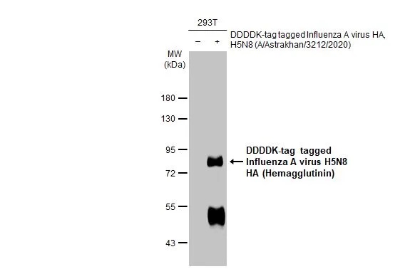 Western blot - Anti-Avian Influenza A virus H5N8 HA (Hemagglutinin) antibody [HL1550] (AB308170), expandable thumbnail