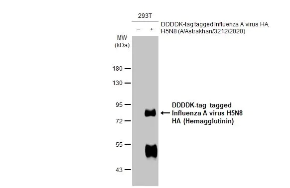 Western blot - Anti-Avian Influenza A virus H5N8 HA (Hemagglutinin) antibody [HL1550] (AB308170)
