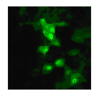 Immunocytochemistry/ Immunofluorescence - Anti-Avian Influenza Matrix Protein I antibody (AB25918)