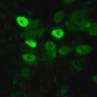 Immunocytochemistry/ Immunofluorescence - Anti-Avian Influenza Nucleoprotein antibody (AB22285)