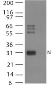 Western blot - Anti-Avian Influenza Nucleoprotein antibody (AB25921)