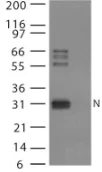 Western blot - Anti-Avian Influenza Nucleoprotein antibody (AB25921)