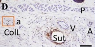 Immunohistochemistry (Formalin/PFA-fixed paraffin-embedded sections) - Avidin/Biotin Blocking Kit (AB64212), expandable thumbnail
