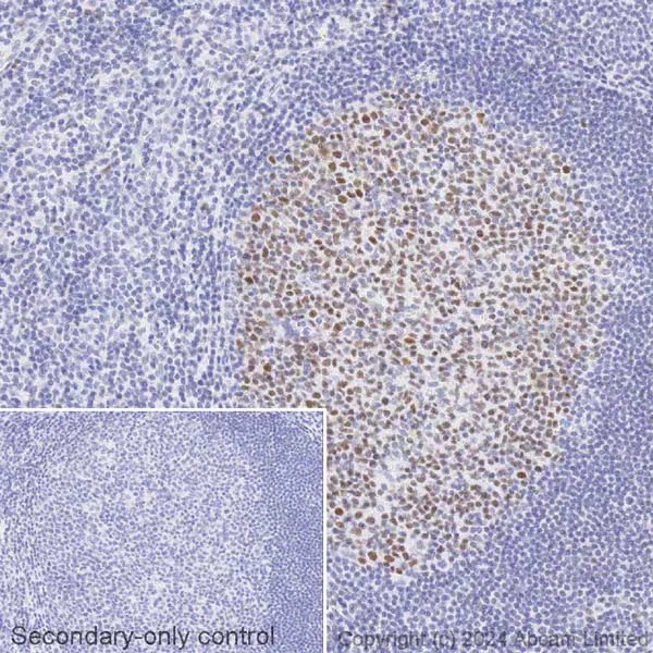 Immunohistochemistry (Formalin/PFA-fixed paraffin-embedded sections) - Avidin/Biotin Blocking Kit (AB64212)
