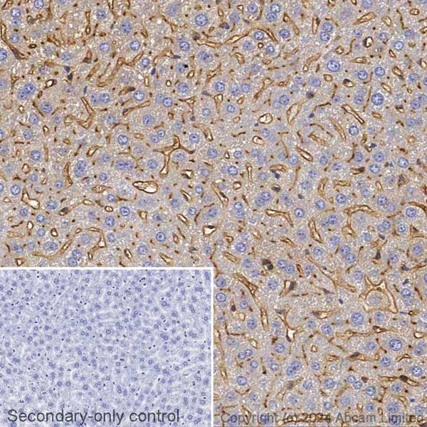 Immunohistochemistry (Formalin/PFA-fixed paraffin-embedded sections) - Avidin/Biotin Blocking Kit (AB64212)