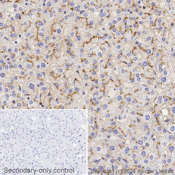 Immunohistochemistry (Formalin/PFA-fixed paraffin-embedded sections) - Avidin/Biotin Blocking Kit (AB64212)