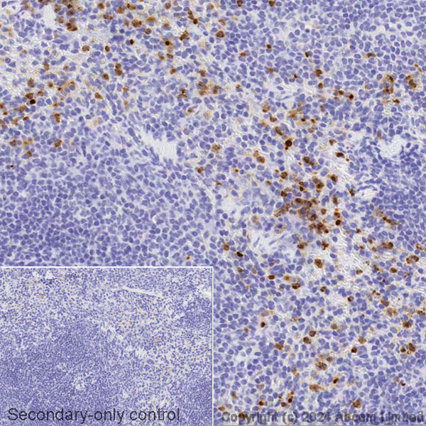 Immunohistochemistry (Formalin/PFA-fixed paraffin-embedded sections) - Avidin/Biotin Blocking Kit (ab64212), expandable thumbnail