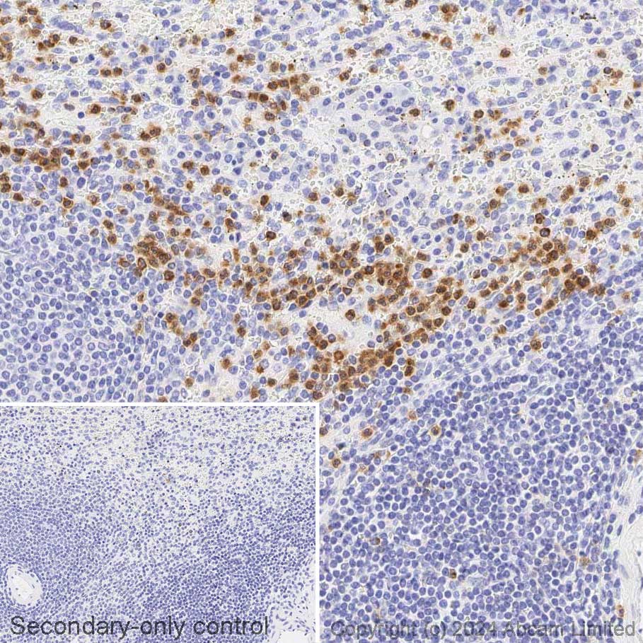 Immunohistochemistry (Formalin/PFA-fixed paraffin-embedded sections) - Avidin/Biotin Blocking Kit (ab64212), expandable thumbnail