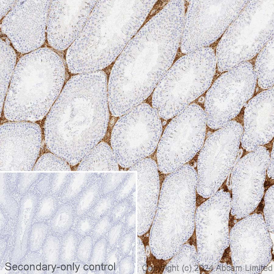 Immunohistochemistry (Formalin/PFA-fixed paraffin-embedded sections) - Avidin/Biotin Blocking Kit (ab64212), expandable thumbnail