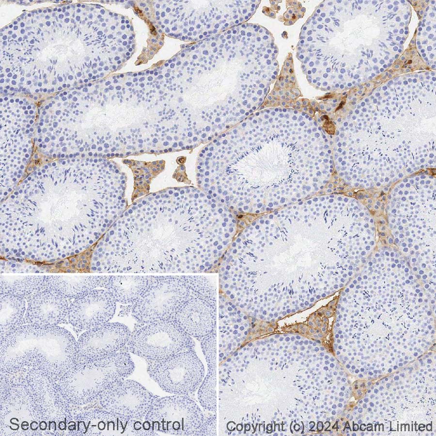Immunohistochemistry (Formalin/PFA-fixed paraffin-embedded sections) - Avidin/Biotin Blocking Kit (ab64212), expandable thumbnail
