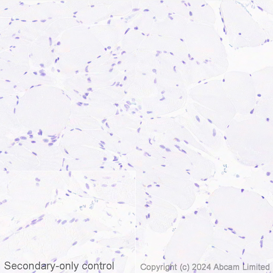 Immunohistochemistry (Formalin/PFA-fixed paraffin-embedded sections) - Avidin/Biotin Blocking Kit (ab64212), expandable thumbnail