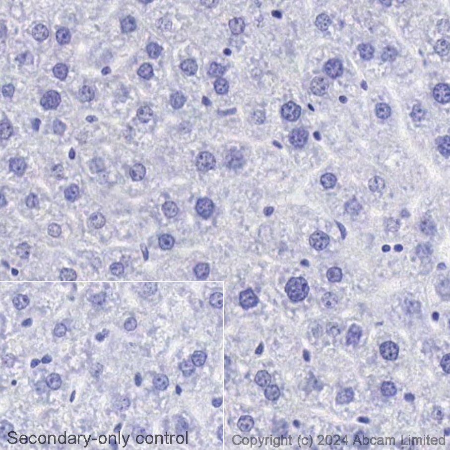 Immunohistochemistry (Formalin/PFA-fixed paraffin-embedded sections) - Avidin/Biotin Blocking Kit (ab64212), expandable thumbnail