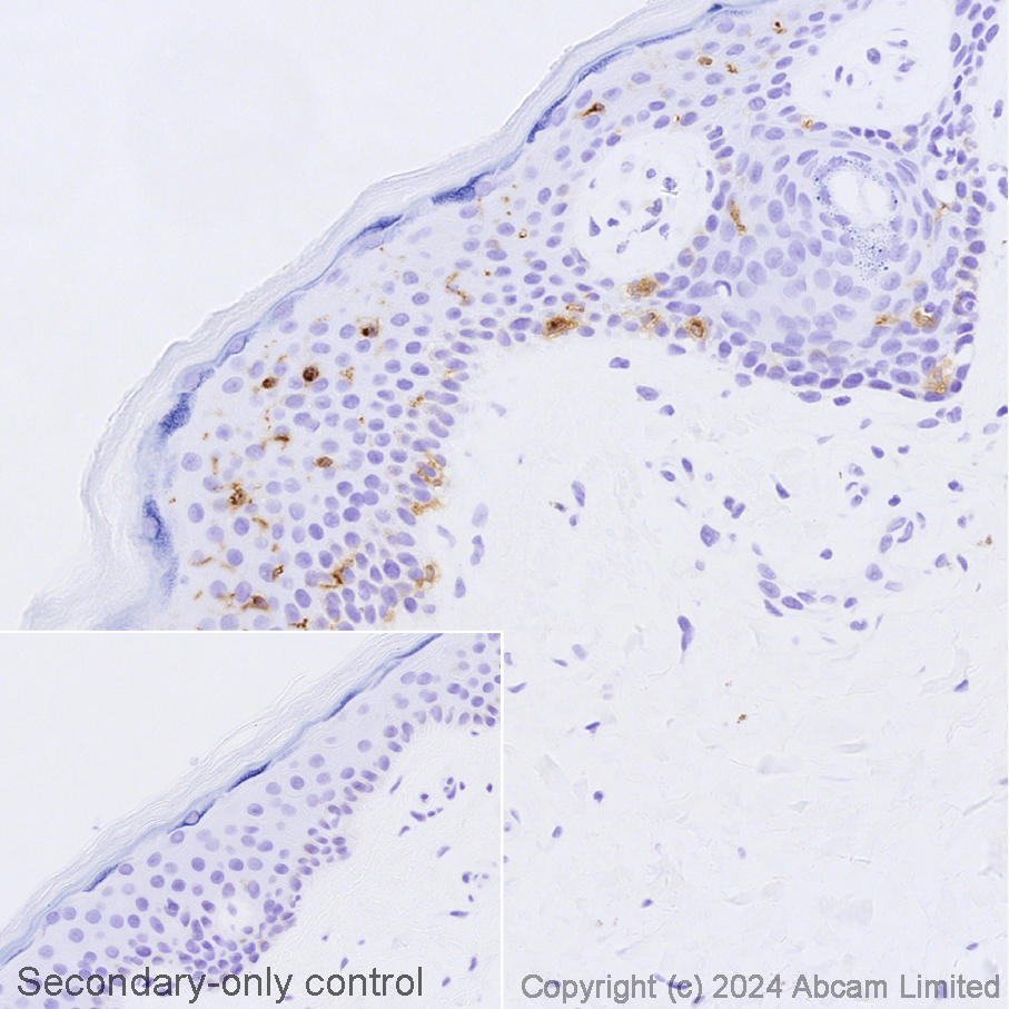 Immunohistochemistry (Formalin/PFA-fixed paraffin-embedded sections) - Avidin/Biotin Blocking Kit (ab64212), expandable thumbnail
