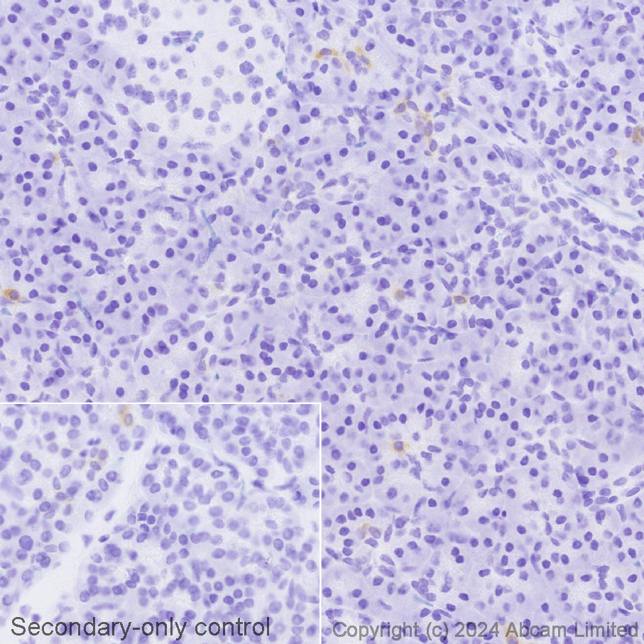 Immunohistochemistry (Formalin/PFA-fixed paraffin-embedded sections) - Avidin/Biotin Blocking Kit (ab64212), expandable thumbnail
