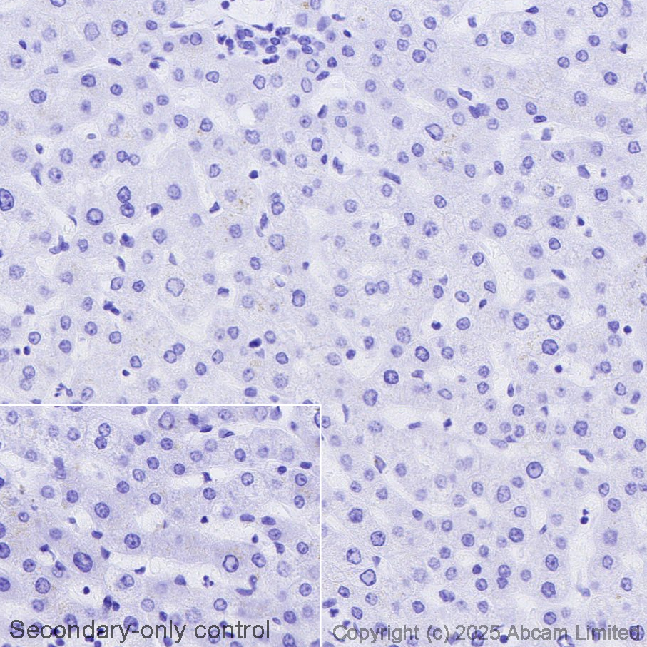 Immunohistochemistry (Formalin/PFA-fixed paraffin-embedded sections) - Avidin/Biotin Blocking Kit (ab64212), expandable thumbnail