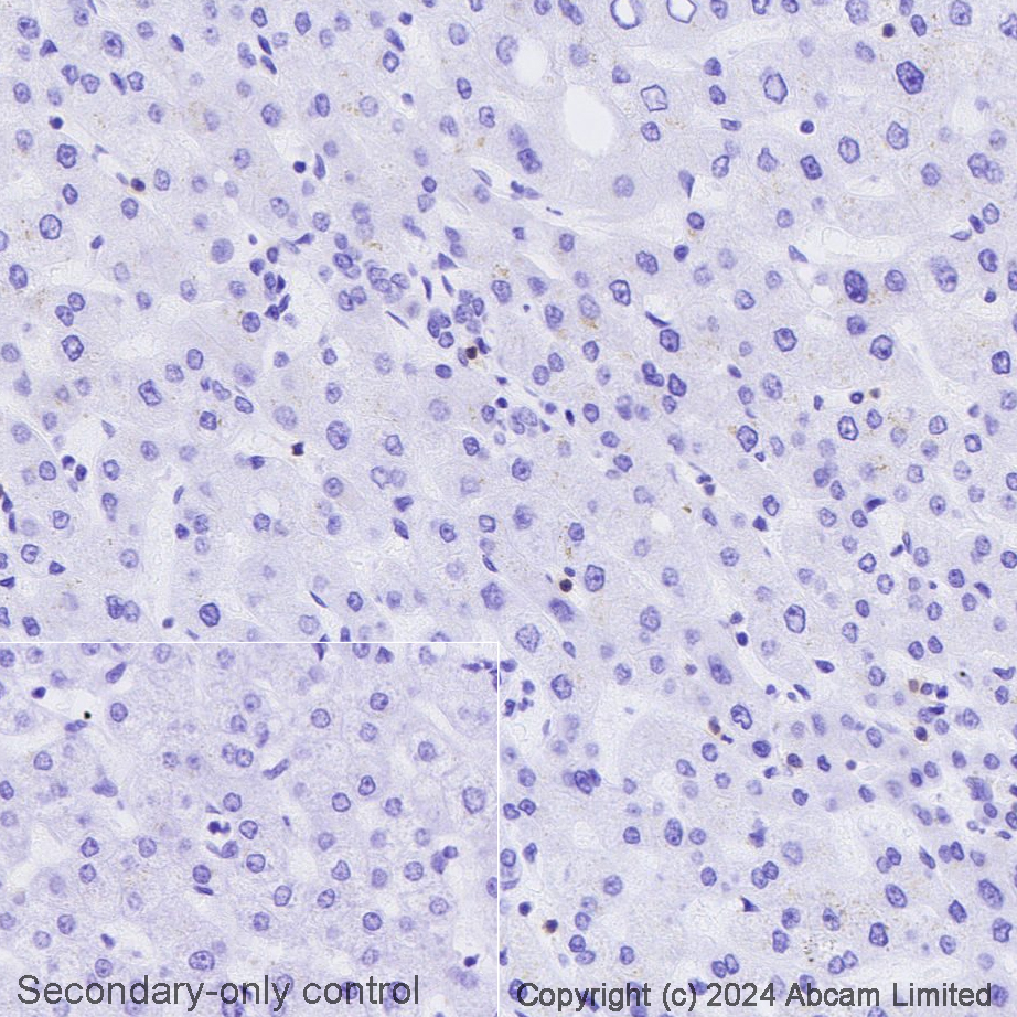 Immunohistochemistry (Formalin/PFA-fixed paraffin-embedded sections) - Avidin/Biotin Blocking Kit (AB64212), expandable thumbnail
