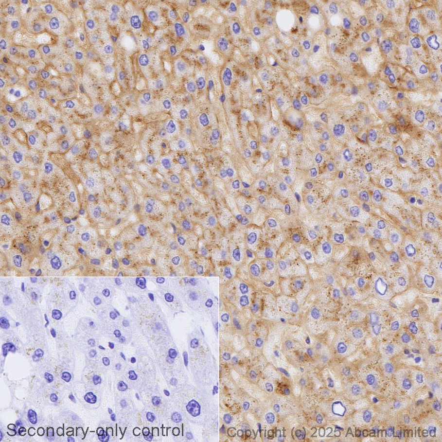 Immunohistochemistry (Formalin/PFA-fixed paraffin-embedded sections) - Avidin/Biotin Blocking Kit (ab64212), expandable thumbnail