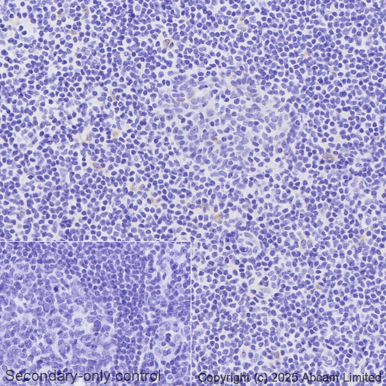 Immunohistochemistry (Formalin/PFA-fixed paraffin-embedded sections) - Avidin/Biotin Blocking Kit (AB64212)
