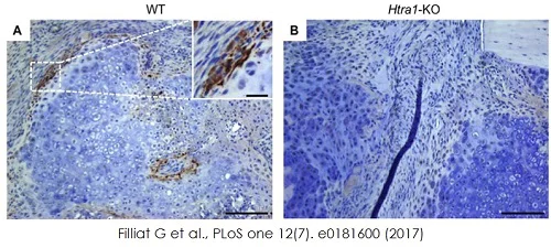 Immunohistochemistry (Frozen sections) - Avidin/Biotin Blocking Kit (AB64212)