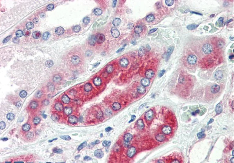 Immunohistochemistry (Formalin/PFA-fixed paraffin-embedded sections) - Anti-AVPR1A/V1aR antibody (AB140492)