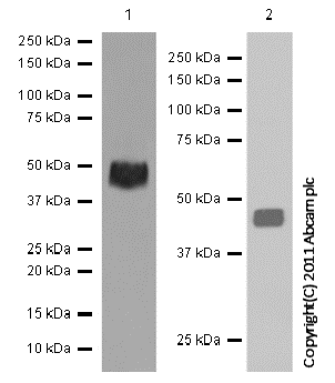 Western blot - Anti-AVPR1A/V1aR antibody [EPR5642] (AB124907)