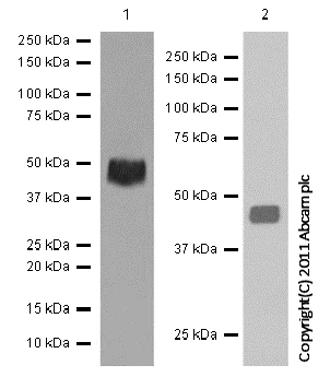 Western blot - Anti-AVPR1A/V1aR antibody [EPR5642] - BSA and Azide free (AB248053)