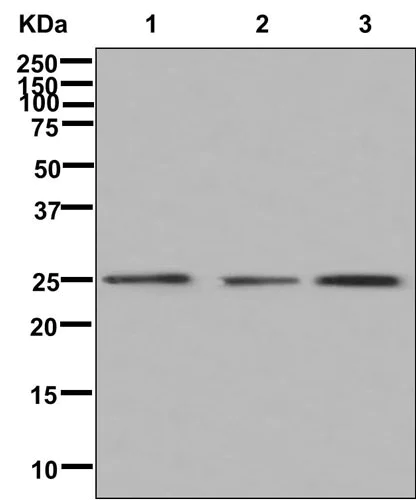Western blot - Anti-AWP1 antibody [EPR12323] - BSA and Azide free (AB250256)