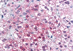 Immunohistochemistry (Formalin/PFA-fixed paraffin-embedded sections) - Anti-Axin 1 antibody (AB115205)