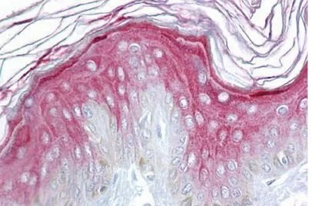 Immunohistochemistry (Formalin/PFA-fixed paraffin-embedded sections) - Anti-Axin 1 antibody (AB133221)