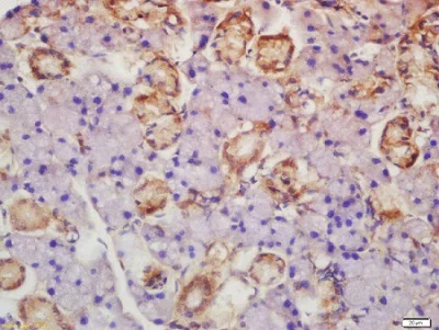 Immunohistochemistry (Formalin/PFA-fixed paraffin-embedded sections) - Anti-Axin 2 antibody (AB218023)