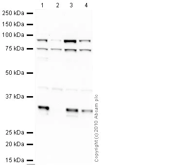 Western blot - Anti-Axin 2 antibody (AB32197)