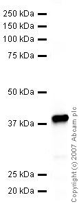 Western blot - Anti-Axin 2 antibody (AB32197)