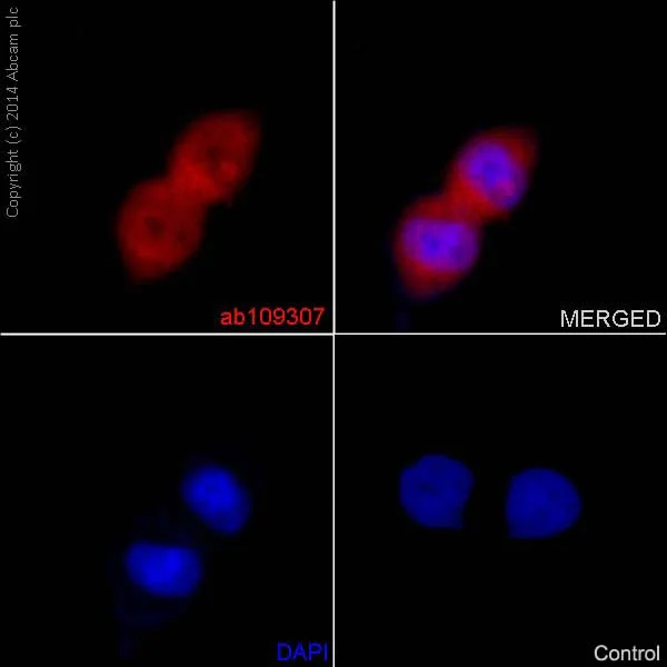 Immunocytochemistry/ Immunofluorescence - Anti-Axin 2 antibody [EPR2005(2)] (AB109307)