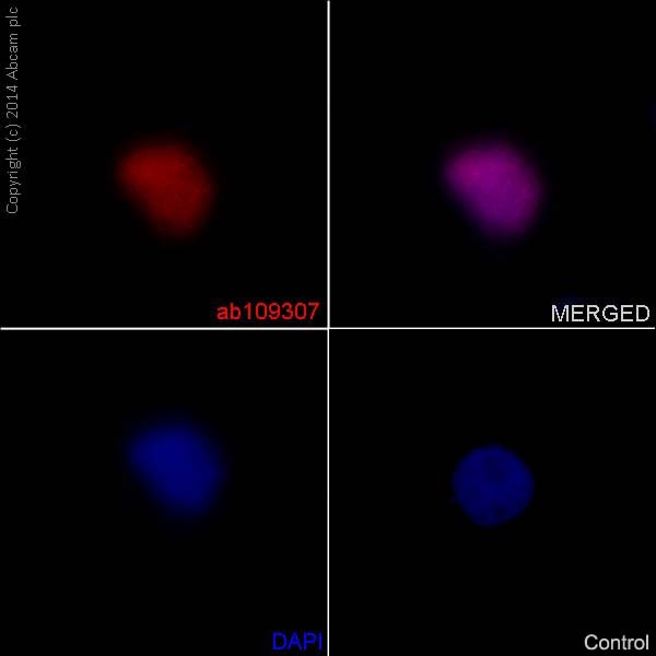Immunocytochemistry/ Immunofluorescence - Anti-Axin 2 antibody [EPR2005(2)] (ab109307), expandable thumbnail