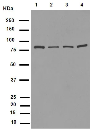 Western blot - Anti-Axin 2 antibody [EPR2005(2)] (AB109307)