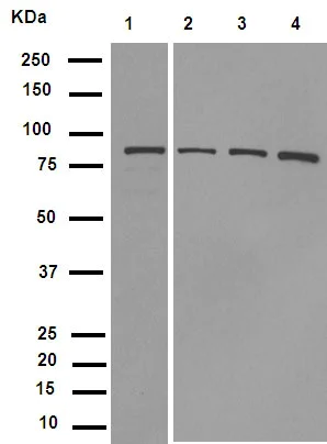 Western blot - Anti-Axin 2 antibody [EPR2005(2)] (AB109307)