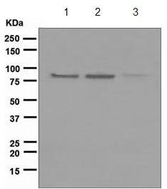 Western blot - Anti-Axin 2 antibody [EPR2005(2)] (ab109307), expandable thumbnail