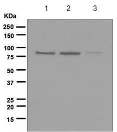 Western blot - Anti-Axin 2 antibody [EPR2005(2)] (AB109307)