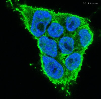 Immunocytochemistry/ Immunofluorescence - Anti-Axin 2 antibody [EPR2005(2)] - BSA and Azide free (AB192230)